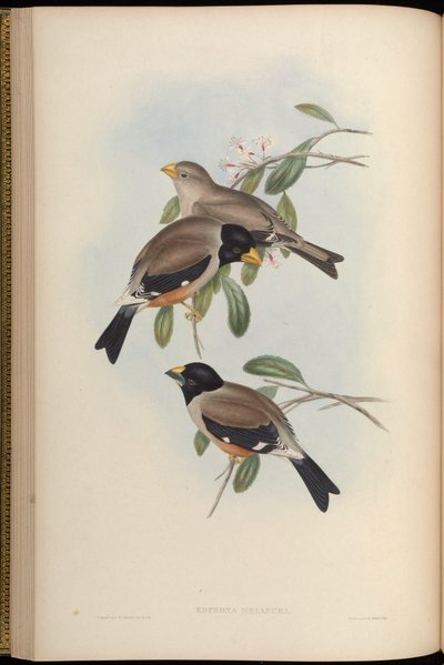 Eophona melanura = Eophona migratoria - John Gould